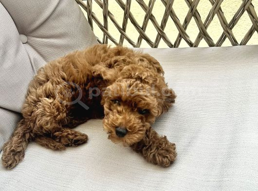 Orji̇nal A Kali̇te Toy Poodle