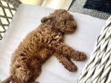 Orji̇nal A Kali̇te Toy Poodle