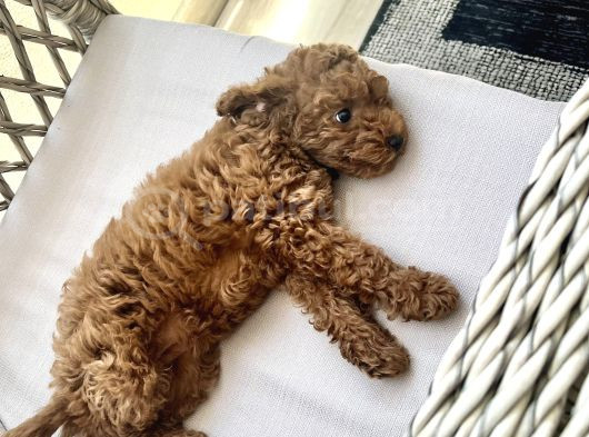 Orji̇nal A Kali̇te Toy Poodle görsel