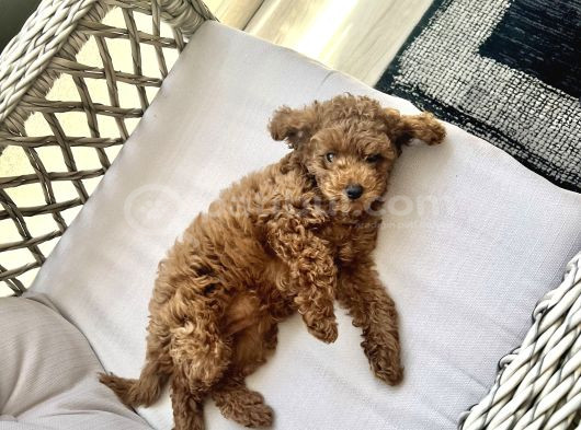 Orji̇nal A Kali̇te Toy Poodle görsel