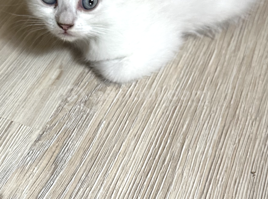 Maviş Minik Adam görsel