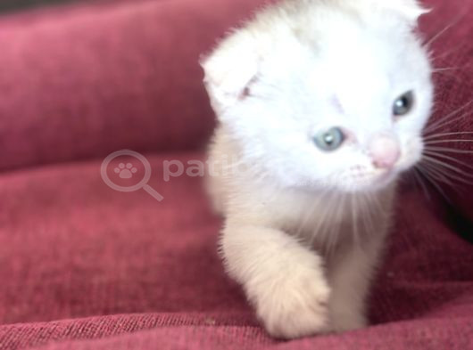 Minik Patiler Büyük Sevgiler görsel