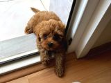 72 Günlük Toy Poodlemi Sahiplendirmek İstiyorum