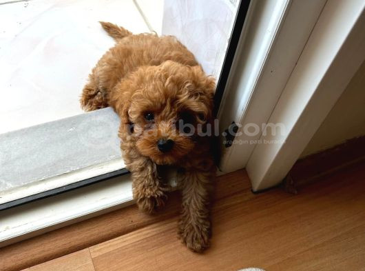 72 Günlük Toy Poodlemi Sahiplendirmek İstiyorum görsel