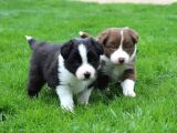 Mükemmel Border Collie Yavrular