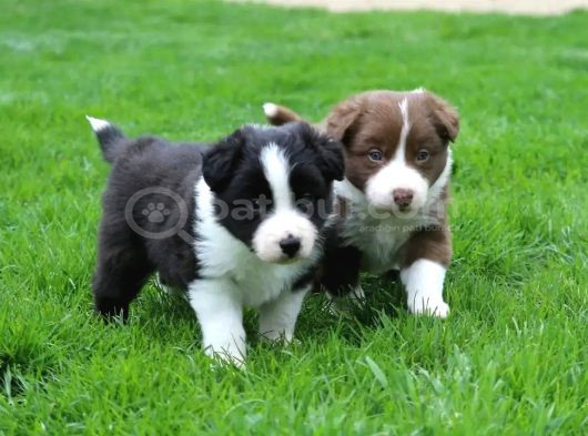 Mükemmel Border Collie Yavrular