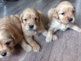 Safkan Baby Face Golden Retriever Yavrularımız