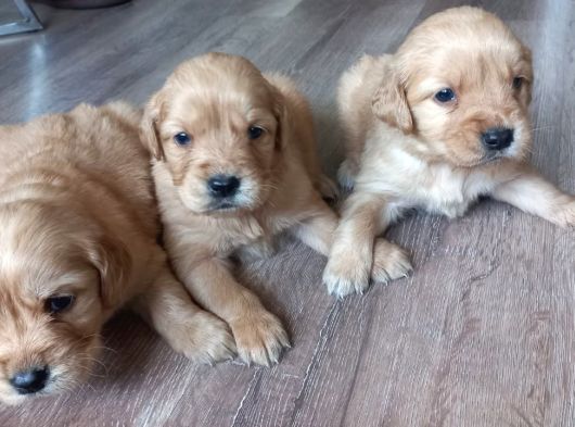 Safkan Baby Face Golden Retriever Yavrularımız görsel