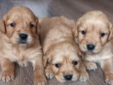 Safkan Baby Face Golden Retriever Yavrularımız