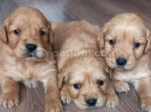Safkan Baby Face Golden Retriever Yavrularımız