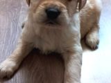 Safkan Baby Face Golden Retriever Yavrularımız