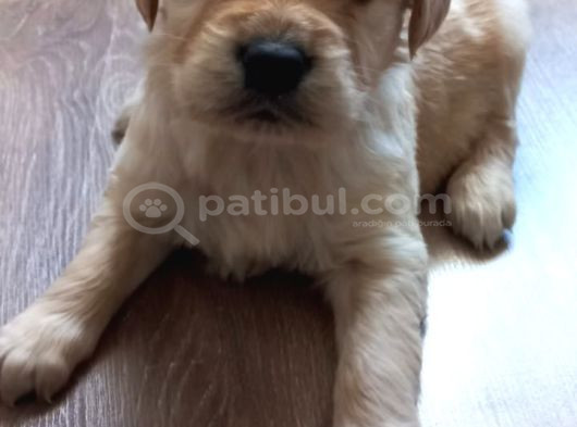 Safkan Baby Face Golden Retriever Yavrularımız görsel