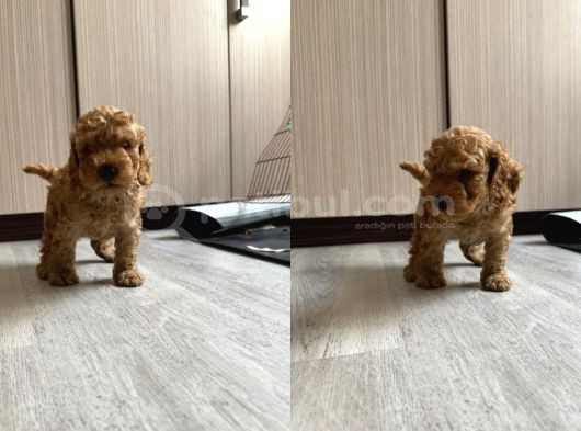 Minik Yavrular Yeni Yuvalarını Arıyorlar görsel