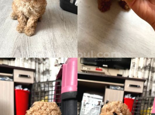 Oyuncu Yavrularımız Yeni Sahiplerini Arıyor görsel