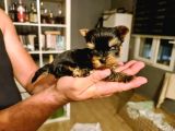 Safkan Sıfır Numara Yorkshire Terrier Yavrular