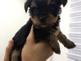 Safkan Sıfır Numara Yorkshire Terrier Yavrular