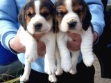 Safkan Elizabeth Beagle Yavrular