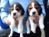 Safkan Elizabeth Beagle Yavrular