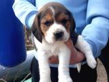 Safkan Elizabeth Beagle Yavrular
