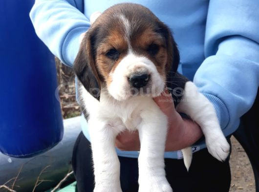 Safkan Elizabeth Beagle Yavrular görsel