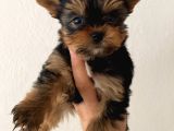 Safkan Sıfır Numara Yorkshire Terrier Yavrular
