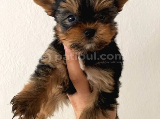 Safkan Sıfır Numara Yorkshire Terrier Yavrular görsel