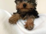 Safkan Sıfır Numara Yorkshire Terrier Yavrular