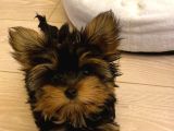 Safkan Sıfır Numara Yorkshire Terrier Yavrular