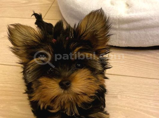 Safkan Sıfır Numara Yorkshire Terrier Yavrular