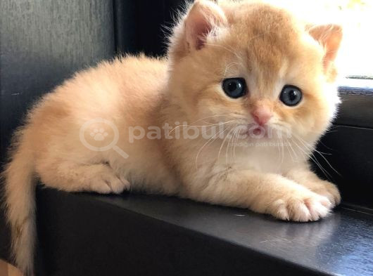 A Kalite Bri̇ti̇sh Shorthai̇r Golden  Yavrular