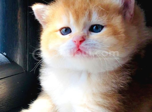 A Kalite Bri̇ti̇sh Shorthai̇r Golden  Yavrular görsel