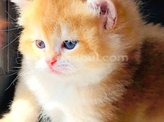 A Kalite Bri̇ti̇sh Shorthai̇r Golden  Yavrular görsel