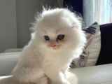 Scottish Fold Longhair yavrumuz