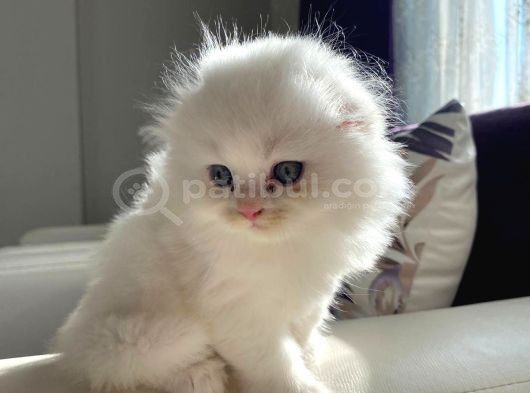 Scottish Fold Longhair Yavrumuz