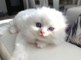 Scottish Fold Longhair Yavrumuz