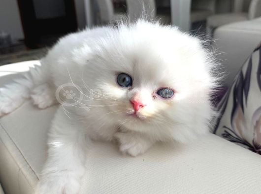 Scottish Fold Longhair Yavrumuz görsel