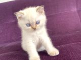 Blue Point Shorthair Yavrumuz