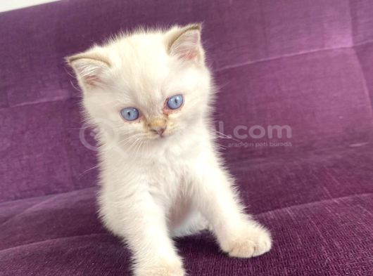 Blue Point Shorthair Yavrumuz