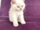 Blue Point Shorthair Yavrumuz