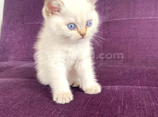 Blue Point Shorthair Yavrumuz görsel
