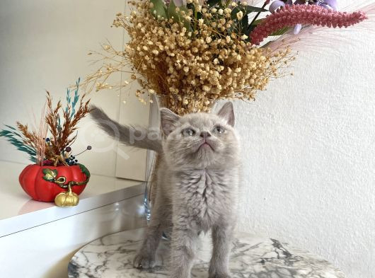 Sağlıklı Oyuncu Yavrular görsel