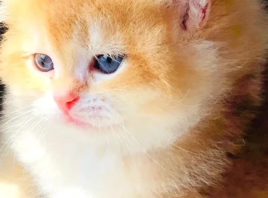 A Kalite Bri̇ti̇sh Shorthai̇r Golden  Yavrular görsel