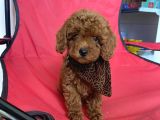 Anne Red Brown Toy Baba Teacup Yavrularimiz