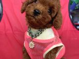 ANNE RED BROWN TOY BABA TEACUP YAVRULARIMIZ
