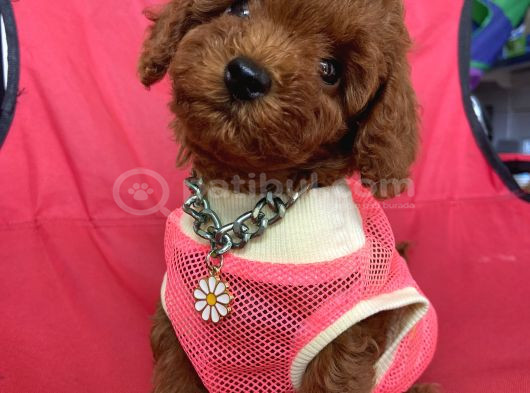 Anne Red Brown Toy Baba Teacup Yavrularimiz