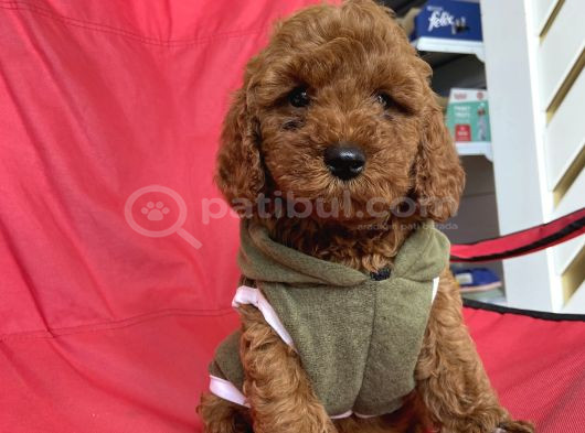 Anne Red Brown Toy Baba Teacup Yavrularimiz görsel