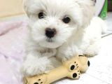 Maltese Terrier XS Ev Doğumlu Oyuncu Bebeklerim