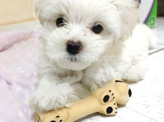 Maltese Terrier Xs Ev Doğumlu Oyuncu Bebeklerim