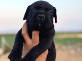 Dev Blue Cane Corso Mavi Göz Bebekler