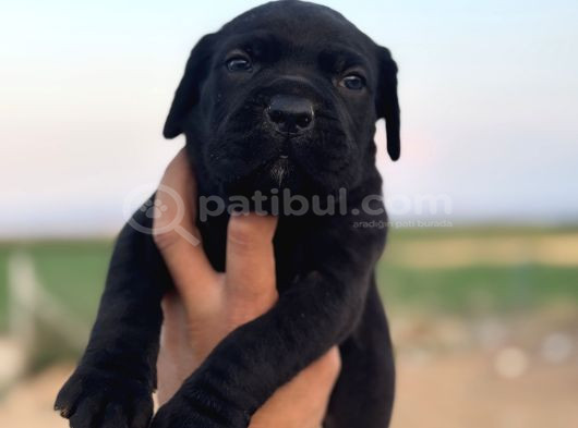 Dev Blue Cane Corso Mavi Göz Bebekler görsel
